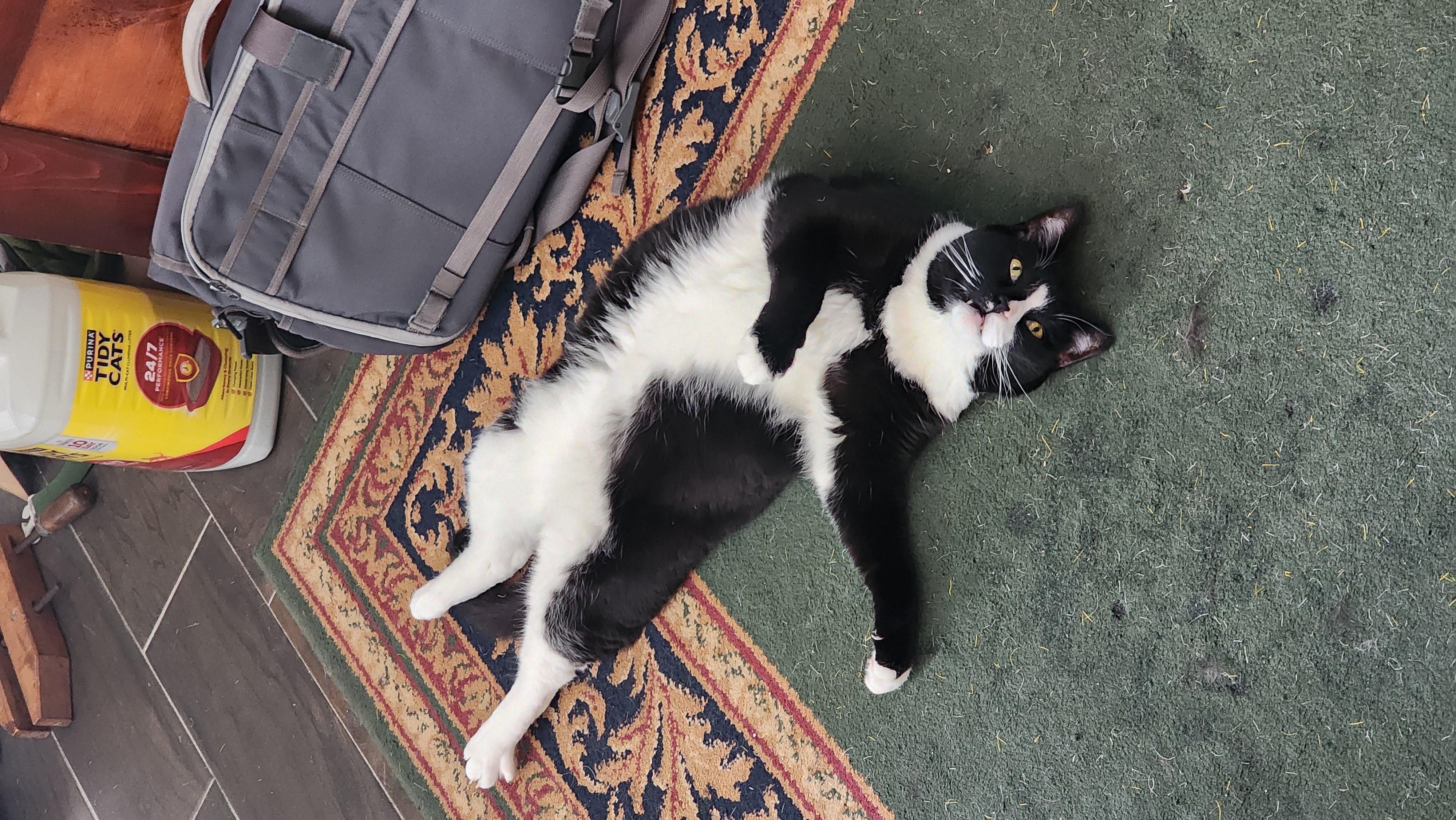 Carl laying on the carpet