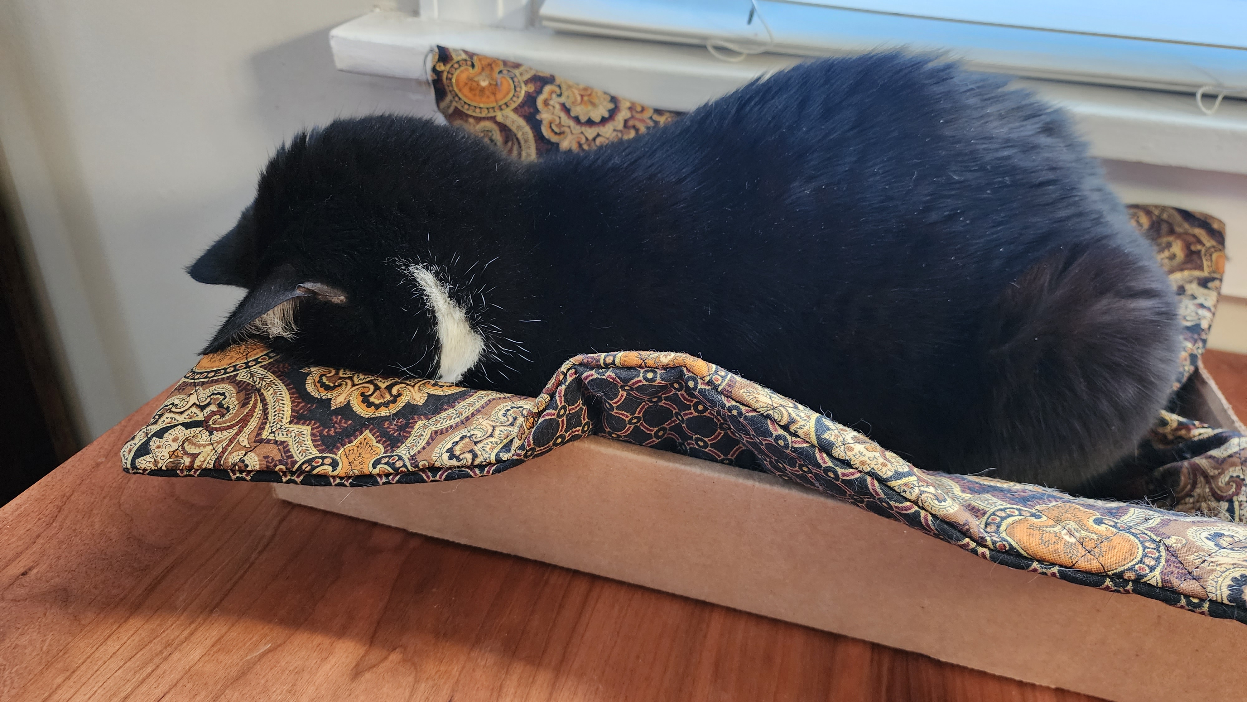 Carl laying face-down in a cardboard tray