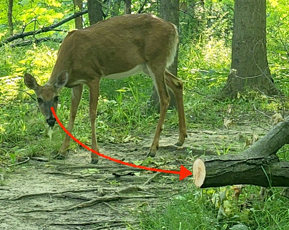 Trail Maintenance