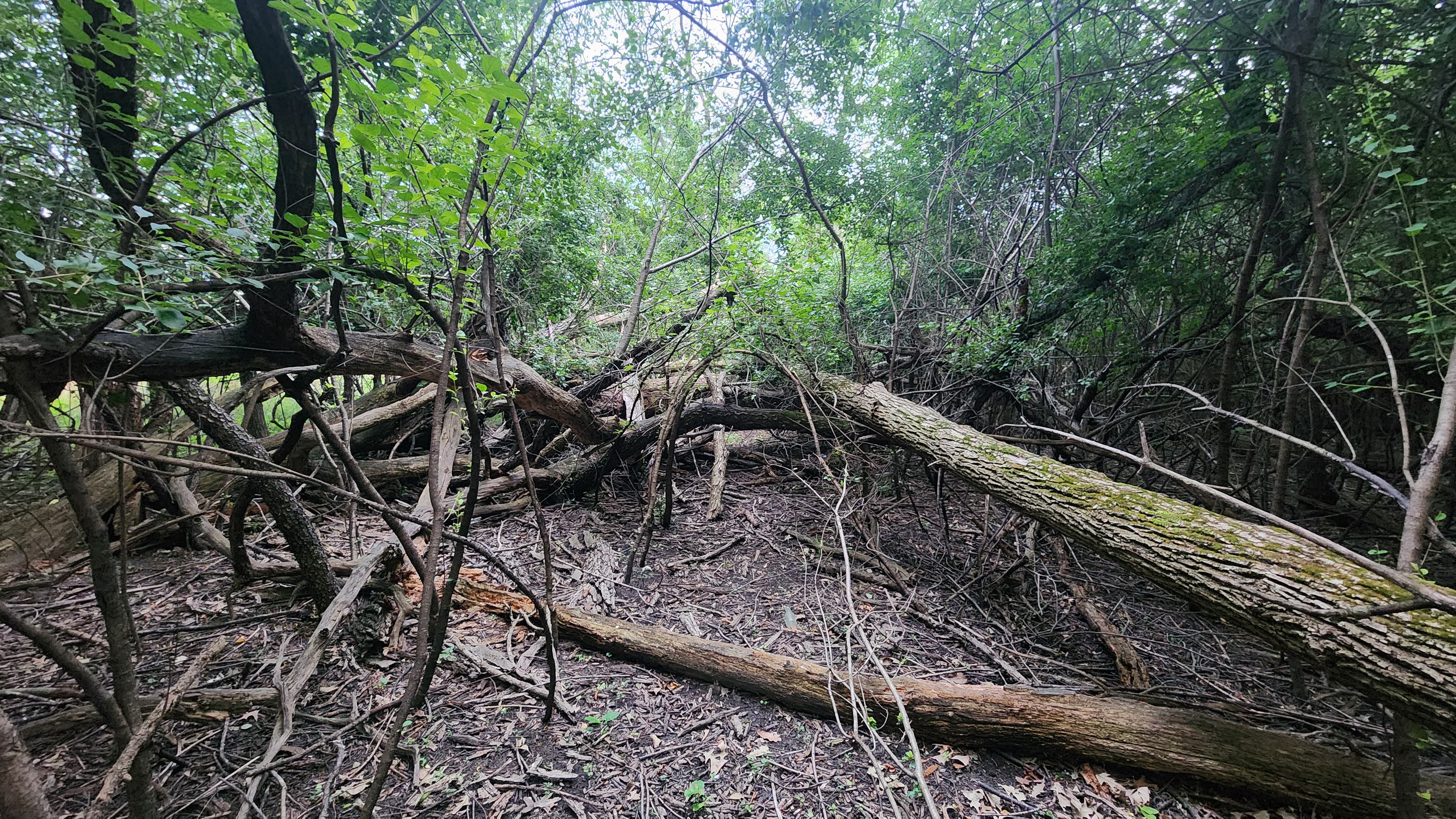 Schiller Woods South trail obstruction